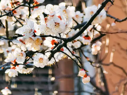 Casino777 Casino Mobilapp